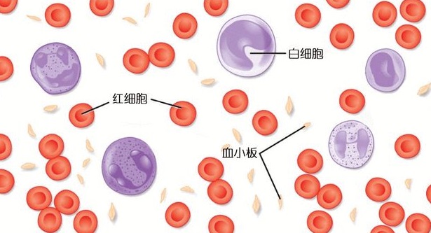 血小板高怎么才能降下来